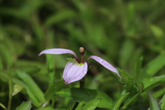 Lobelia chinensis