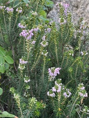 Erica manipuliflora
