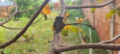 Pachylis pharaonis