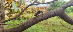 Pachylis pharaonis