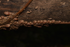 Pseudovanilla foliata