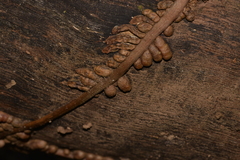 Pseudovanilla foliata