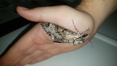 Psilogramma casuarinae