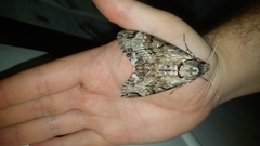 Psilogramma casuarinae