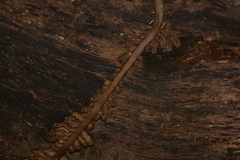 Pseudovanilla foliata