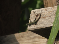 Phoenicolacerta troodica