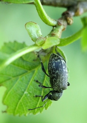 Phyllobius