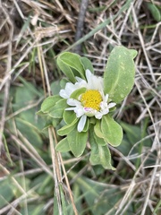 Bellis sylvestris
