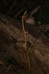 Pseudovanilla foliata