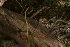 Pseudovanilla foliata