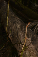 Pseudovanilla foliata