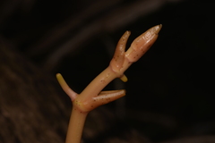 Pseudovanilla foliata