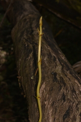 Pseudovanilla foliata