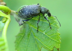 Phyllobius