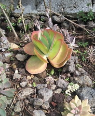 Kalanchoe luciae