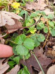 Potentilla sterilis