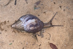 Lissachatina