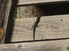 Phoenicolacerta troodica