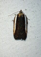 Acleris celiana