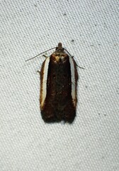 Acleris celiana