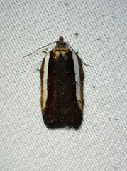 Acleris celiana