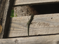 Phoenicolacerta troodica