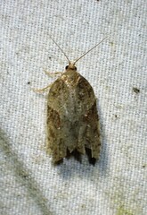 Acleris