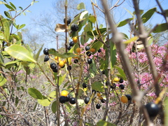 Alyxia spicata