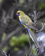 Platycercus caledonicus