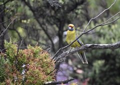 Platycercus caledonicus