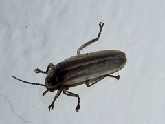 Photurinae