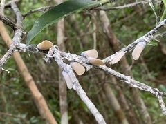 Flatidae