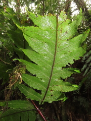 Tectaria griffithii