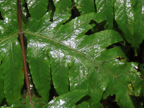 Tectaria griffithii, photograph 3