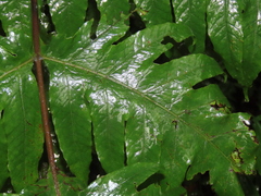 Tectaria griffithii