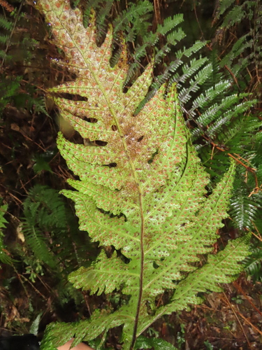 Tectaria griffithii, photograph 4