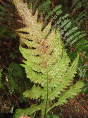 Tectaria griffithii