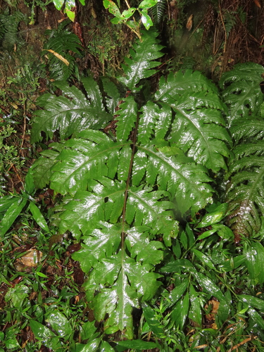 Tectaria griffithii, photograph 2