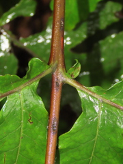 Tectaria griffithii