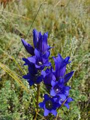 Gentiana decumbens
