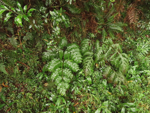 Tectaria griffithii, photograph 1