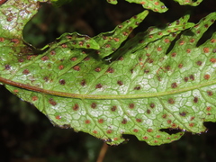 Tectaria griffithii