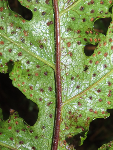 Tectaria griffithii, photograph 6