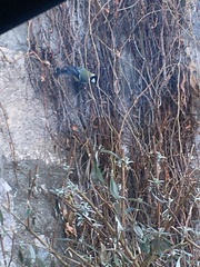 Parus major