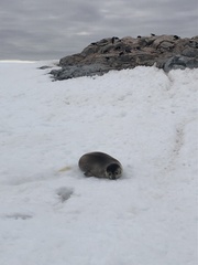 Leptonychotes weddellii