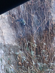Parus major
