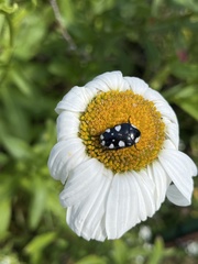 Mausoleopsis amabilis