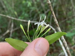 Coptosperma