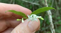 Coptosperma
