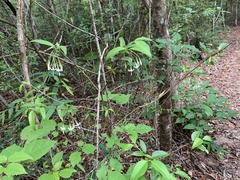Coptosperma